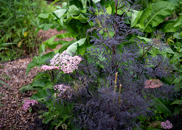 Anna's Tuin & Ruigte - urban garden at Amsterdam Science Park